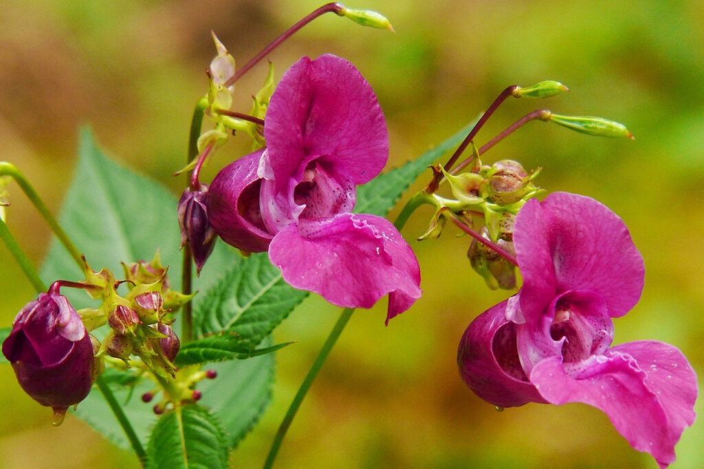 Himalayan Balsam Eradication - Atg Group 